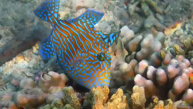 Pseudobalistes fuscus im Aquarium halten