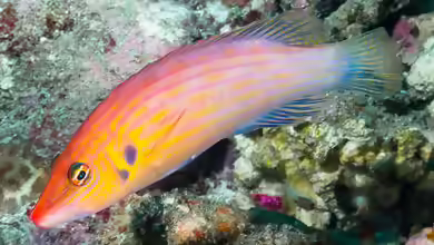 Pseudocheilinus dispilus im Aquarium halten