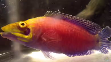 Pseudocheilinus ocellatus im Aquarium halten