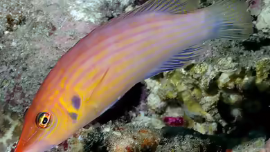 Pseudocheilinus octotaenia im Aquarium halten