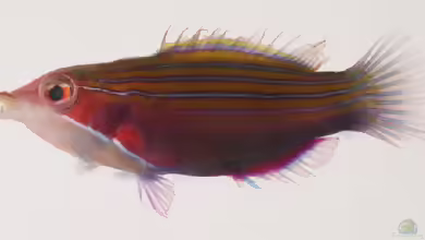 Pseudocheilinus tetrataenia im Aquarium halten