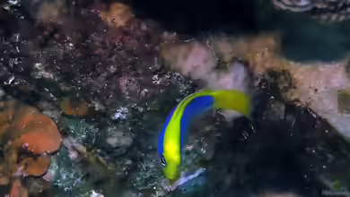 Pseudochromis flavivertex im Aquarium halten