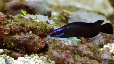Pseudochromis springeri im Aquarium halten