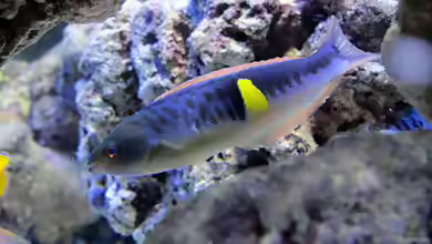 Pseudocoris bleekeri im Aquarium halten