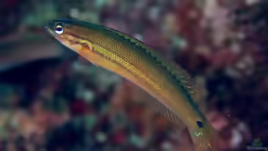 Pseudocoris ocellata im Aquarium halten