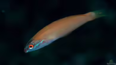 Pseudocoris yamashiroi im Aquarium halten