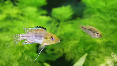 Pseudocrenilabrus multicolor im Aquarium halten