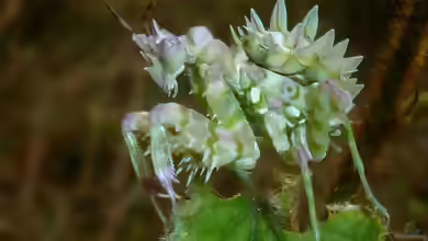 Pseudocreobotra wahlbergii im Terrarium halten