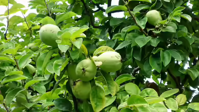 Pseudocydonia sinensis im Garten pflanzen