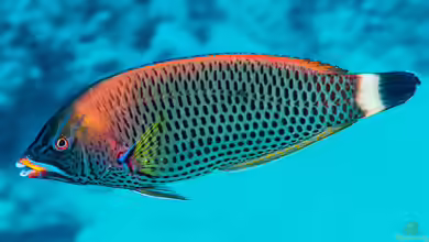 Pseudodax moluccanus im Aquarium halten