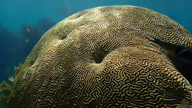 Pseudodiploria strigosa im Aquarium halten