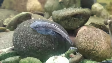 Pseudogastromyzon cheni im Aquarium halten