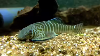 Pseudogastromyzon fasciatus im Aquarium halten