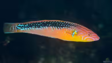 Pseudojuloides elongatus im Aquarium halten