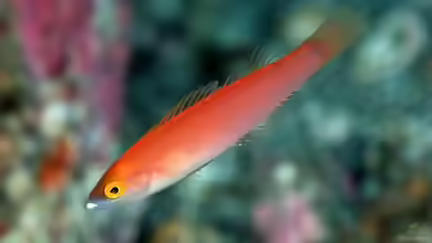 Pseudojuloides severnsi im Aquarium halten