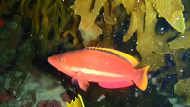Pseudolabrus biserialis im Aquarium halten