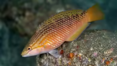 Pseudolabrus eoethinus im Aquarium halten