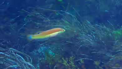 Pseudolabrus miles im Aquarium halten