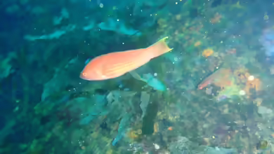 Pseudolabrus rubicundus im Aquarium halten