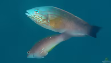 Pseudolabrus sieboldi im Aquarium halten