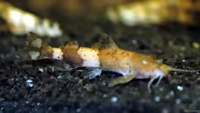 Pseudolaguvia shawi im Aquarium halten