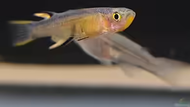 Pseudomugil cyanodorsalis im Aquarium halten