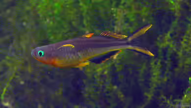 Pseudomugil furcatus im Aquarium halten