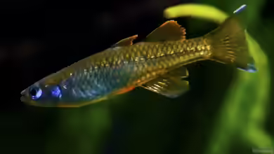 Pseudomugil tenellus im Aquarium halten