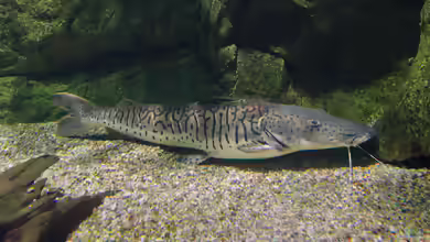 Pseudoplatystoma fasciatum im Aquarium halten