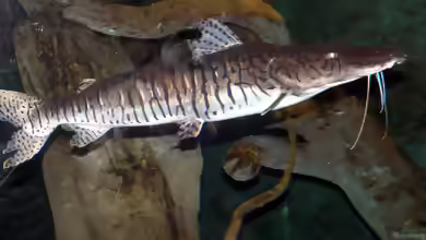 Pseudoplatystoma reticulatum im Aquarium halten