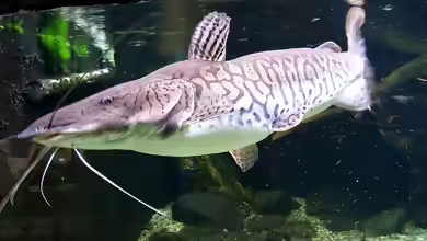 Pseudoplatystoma tigrinum im Aquarium halten