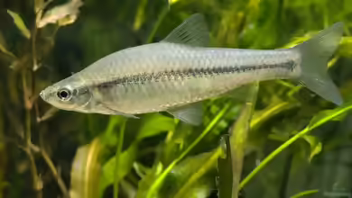 Pseudorasbora parva im Aquarium halten