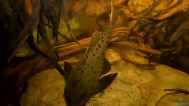 Pseudorinelepis genibarbis im Aquarium halten