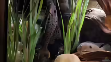 Pseudorinelepis genibarbis im Aquarium halten