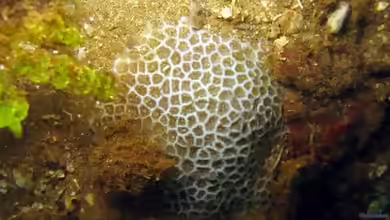 Pseudosiderastrea tayami im Aquarium halten