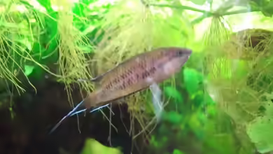 Pseudosphromenus dayi im Aquarium halten