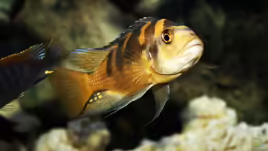 Pseudotropheus: Farbenfrohe Mbuna aus dem Malawisee