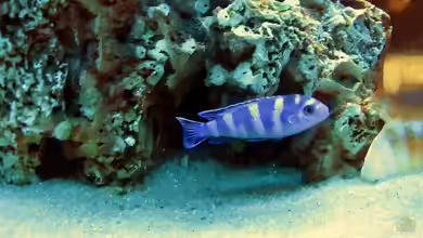 Pseudotropheus demasoni - Haltung und Vergesellschaftung