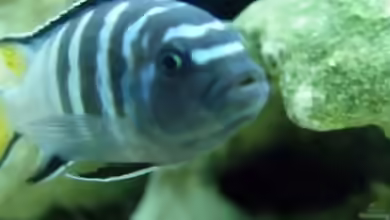 Pseudotropheus Elongatus mpanga