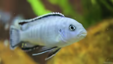 Pseudotropheus socolofi im Aquarium halten
