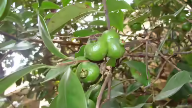 Psidium cattleianum im Garten pflanzen