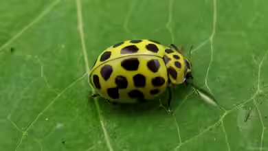 Psyllobora vigintiduopunctata im Garten