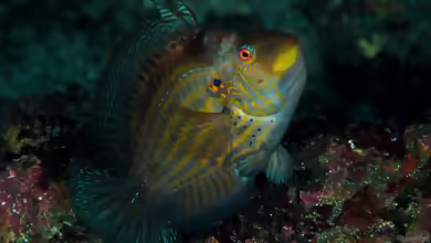 Pteragogus aurigarius im Aquarium halten