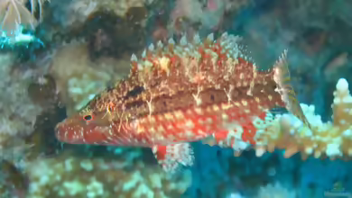 Pteragogus cryptus im Aquarium halten