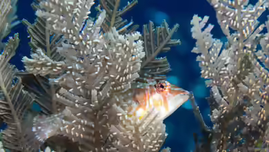 Pteragogus enneacanthus im Aquarium halten