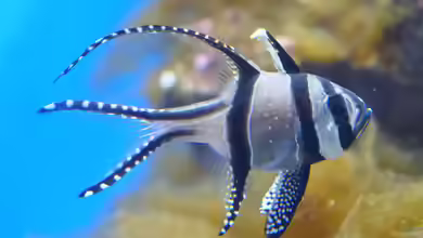 Pterapogon kauderni im Aquarium halten