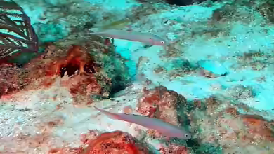 Ptereleotris calliura im Aquarium halten