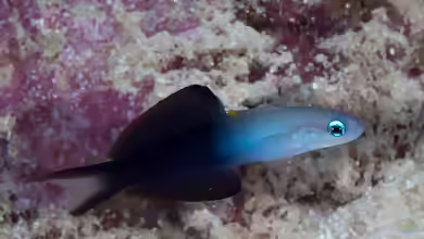 Ptereleotris evides im Aquarium halten