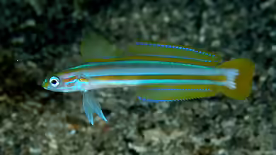 Ptereleotris grammica im Aquarium halten
