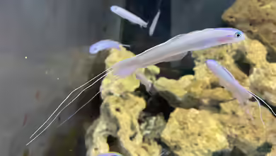 Ptereleotris hanae im Aquarium halten